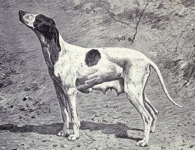 Braque Dupuy — photo de la race