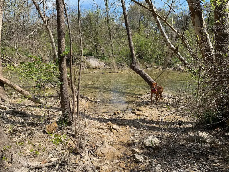 Braque hongrois à poil court — Barton Creek Vizsla