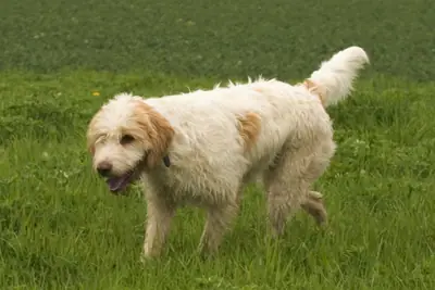 Briquet griffon vendéen — photo de la race