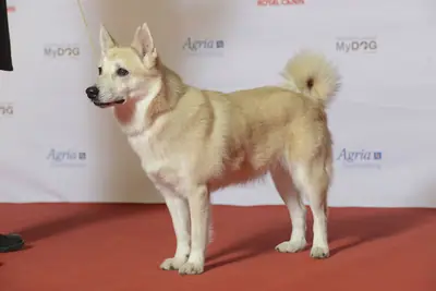 Buhund norvégien — photo de la race