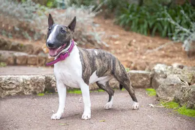 Bull Terrier miniature — photo de la race