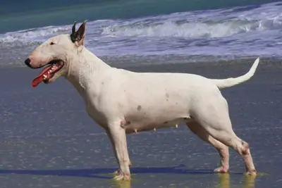 Bull Terrier — photo de la race