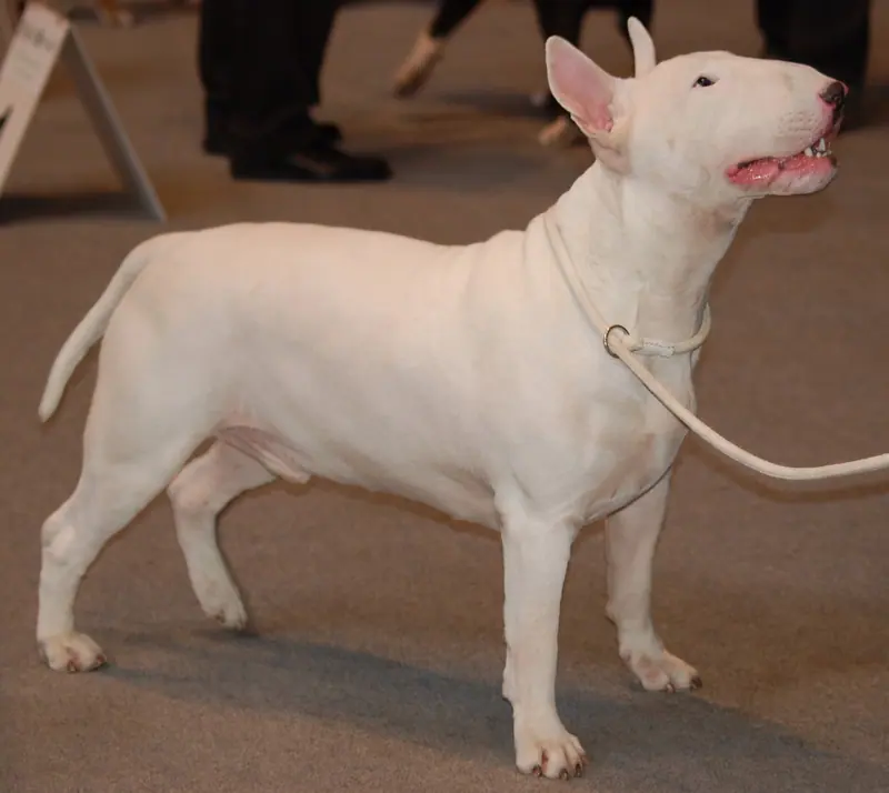 Bull Terrier — Bullterier 089 LM