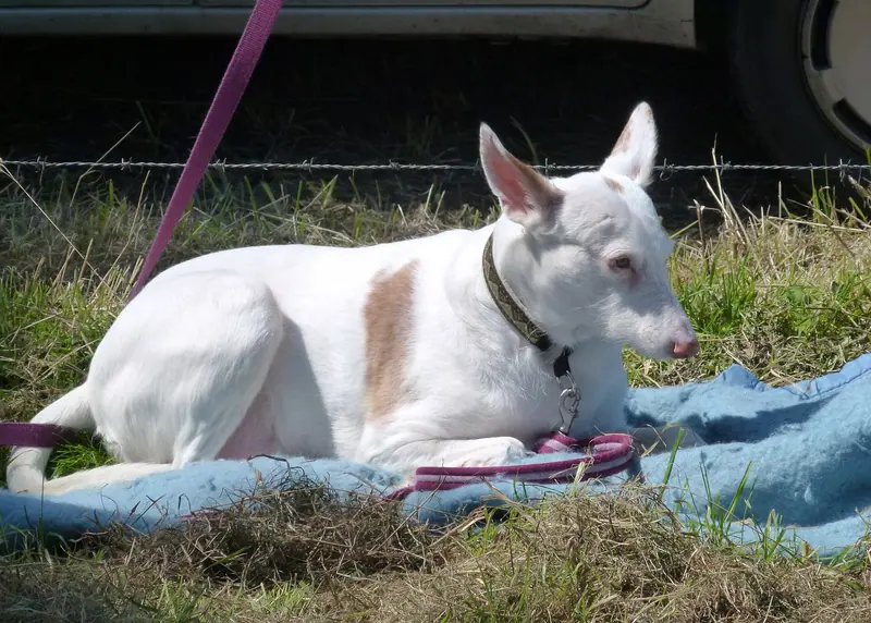 Bull Terrier — Bouvines.- Commémoration de la Bataille en 2012.- (29)