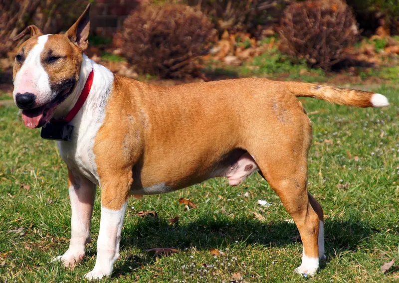 Bull Terrier — Close up of a Bull Terrier