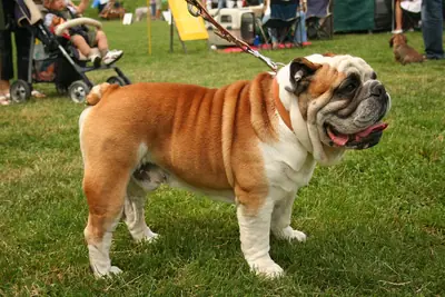 Bulldog anglais — photo de la race