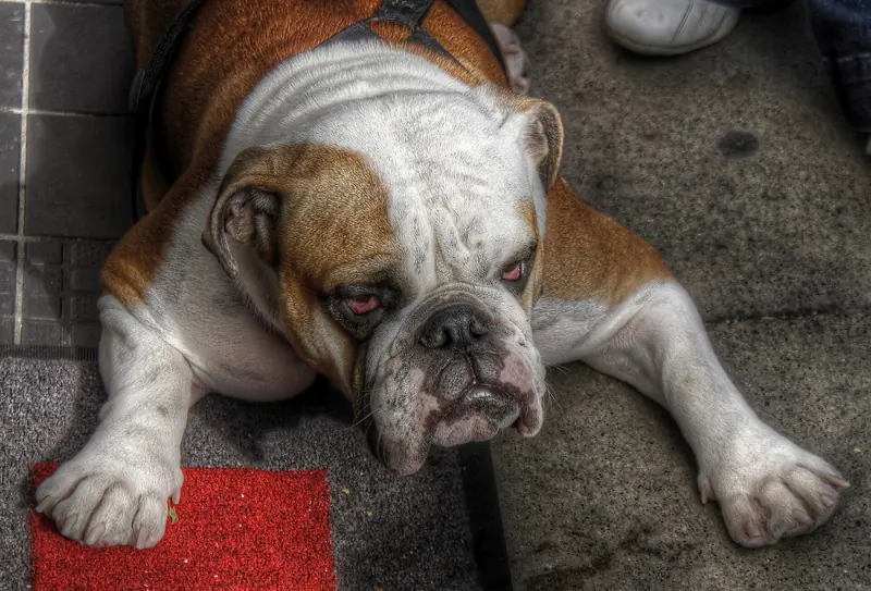 Bulldog anglais — Bulldog1 (8189077598)