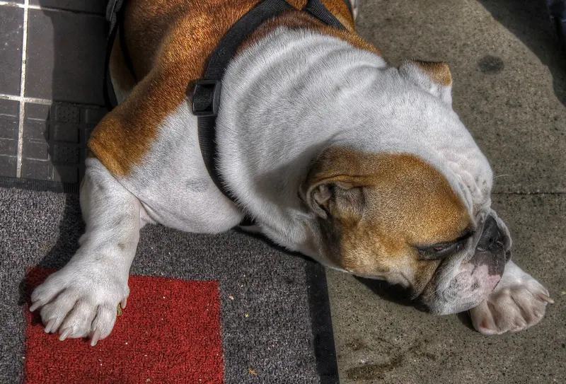 Bulldog anglais — Bulldog2 (8189075488)