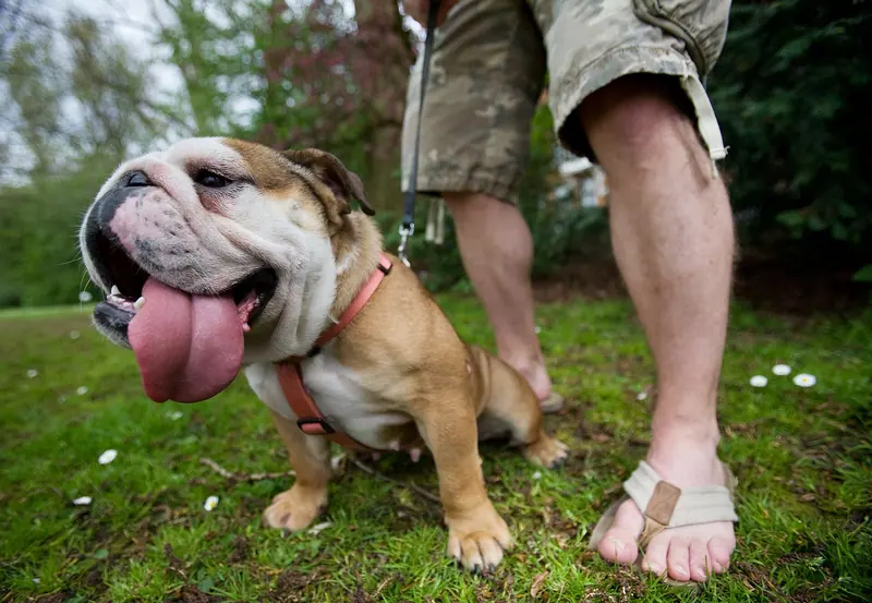 Bulldog anglais — Amsterdam - Vondelpark - 1536