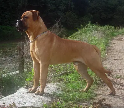 Bullmastiff — photo de la race