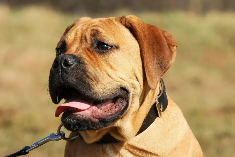Bullmastiff — Bullmastiff Lotte