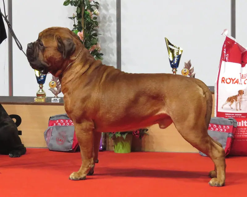 Bullmastiff — Bullmastiff in Riga 3
