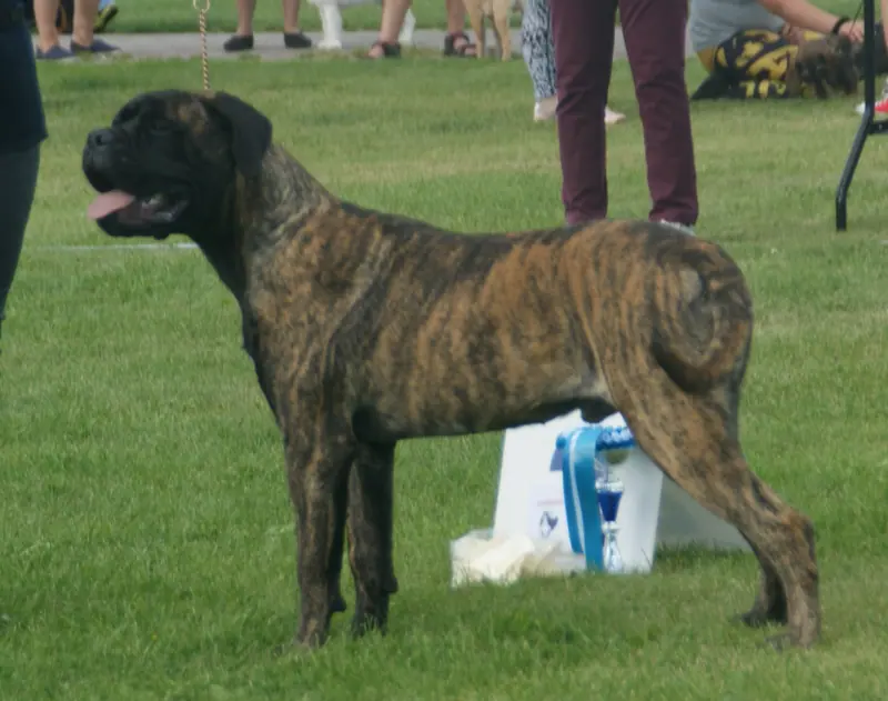 Bullmastiff — Bullmastiff brindle