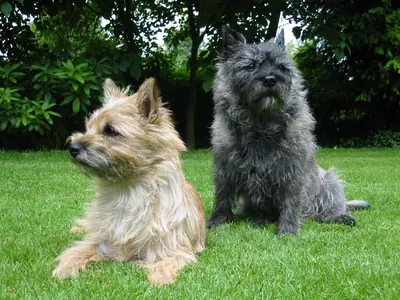 Cairn terrier — photo de la race