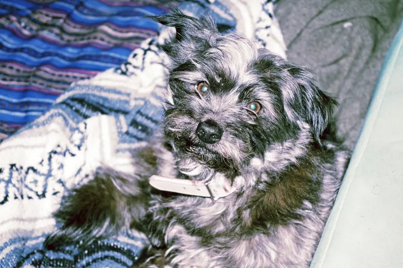 Cairn terrier — Cairn Terrier Origin