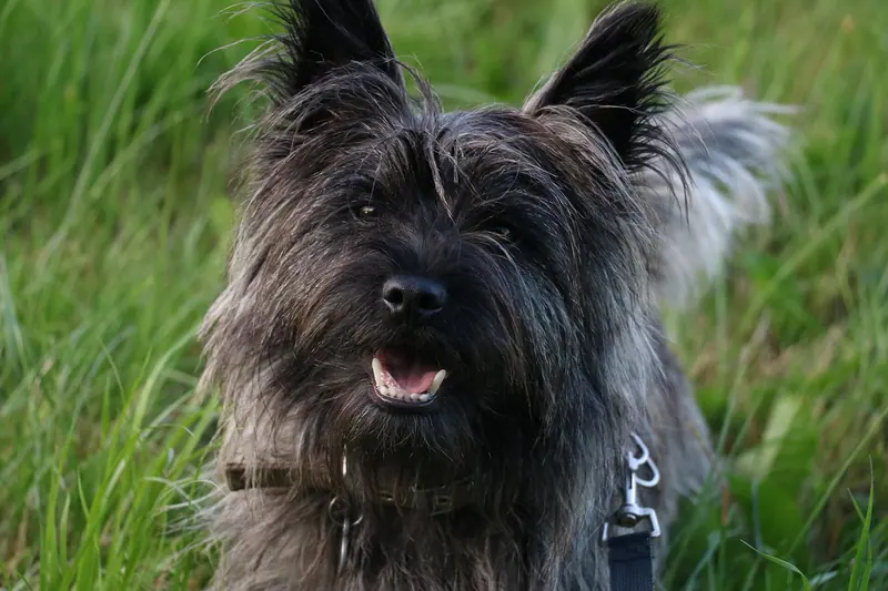 Cairn terrier — Cairn Terrier in grass