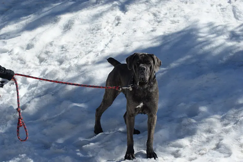 Cane Corso — Jeune cane corso