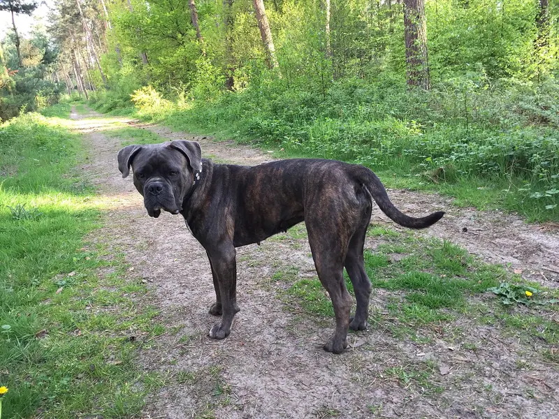 Cane Corso — CaneCorsoItalianoW