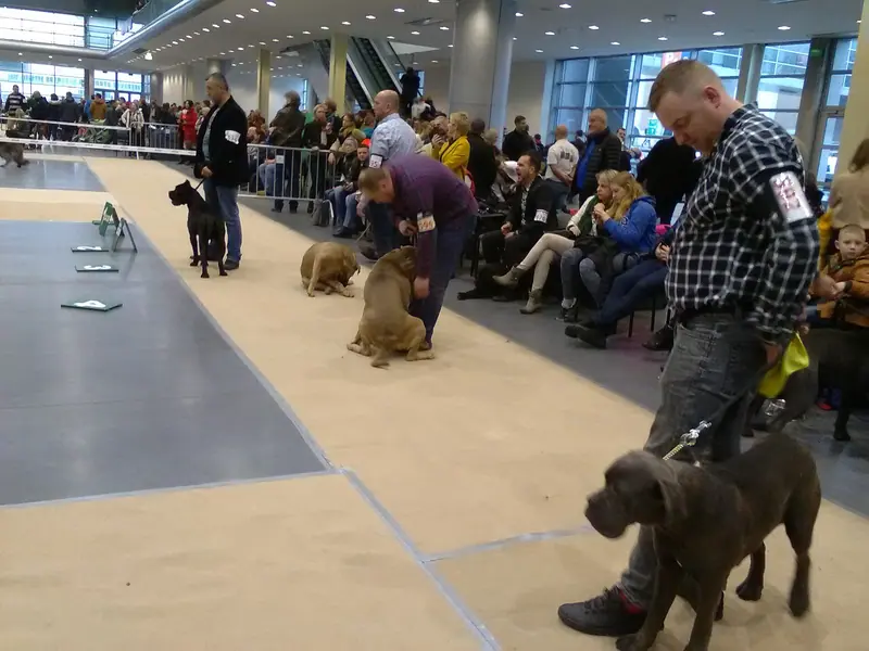 Cane Corso — 2 Międzynarodowe Wystawy Psów Rasowych w Poznaniu 2018 - 3