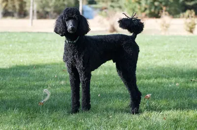 Caniche — photo de la race