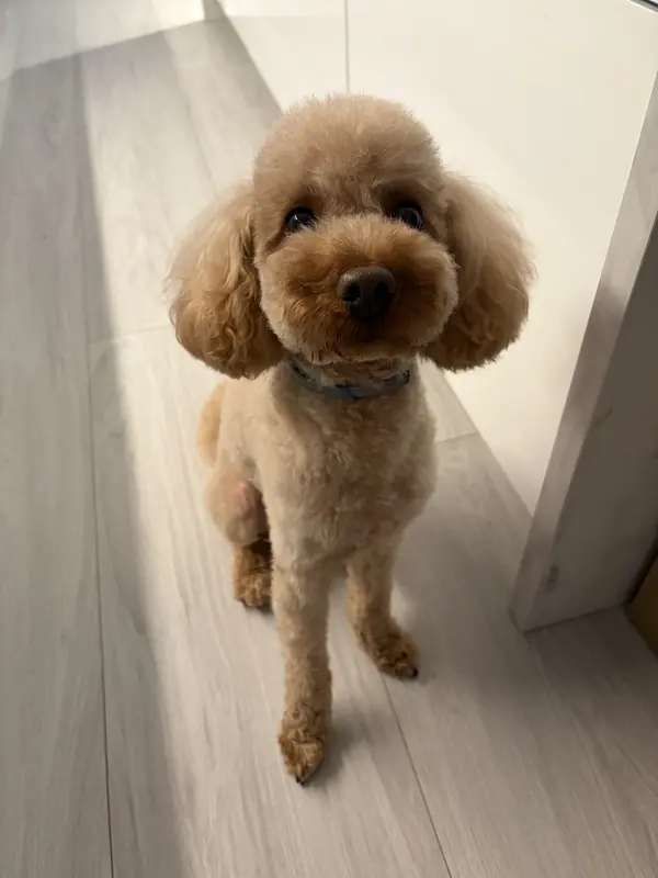 Caniche — Miniature Poodle (Hungary)