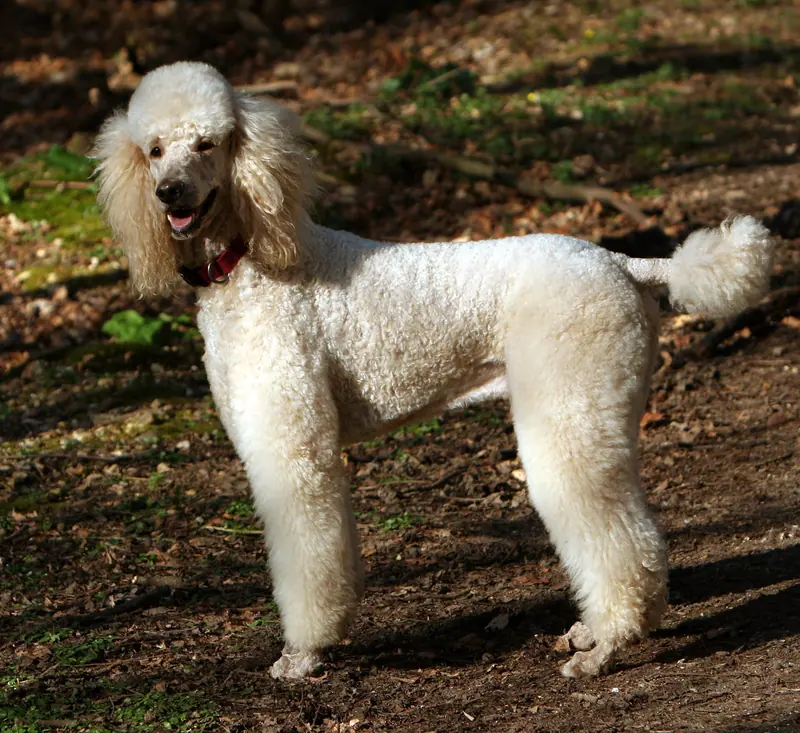 Caniche — Standard poodle apricot