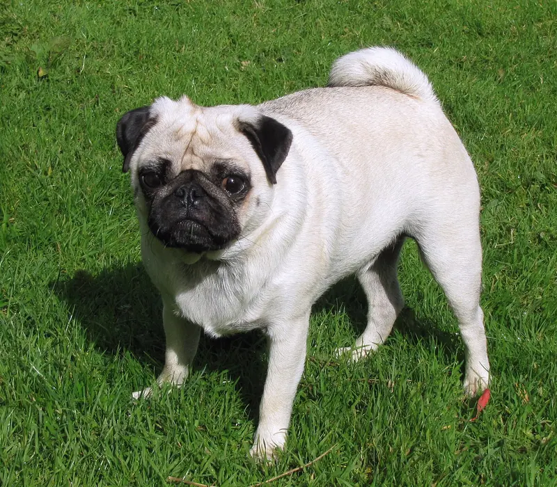 Carlin — 2.5-year-old fawn male pug
