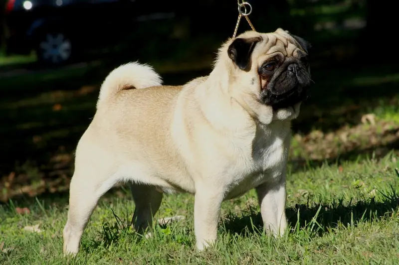 Carlin — Mops-duke-mopszucht-vom-maegdebrunnen