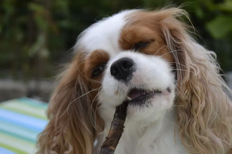 Cavalier King Charles Spaniel — Ella Solarelo