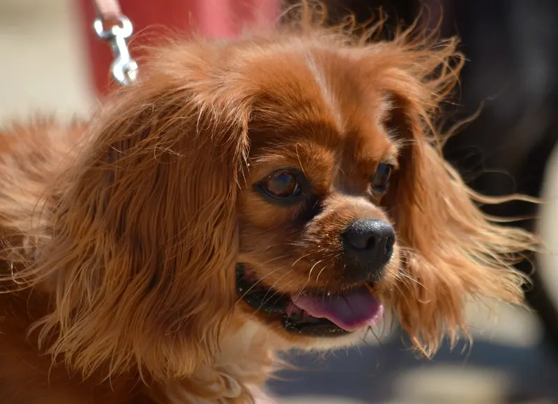 Cavalier King Charles Spaniel — Beach Dog (9176178843)