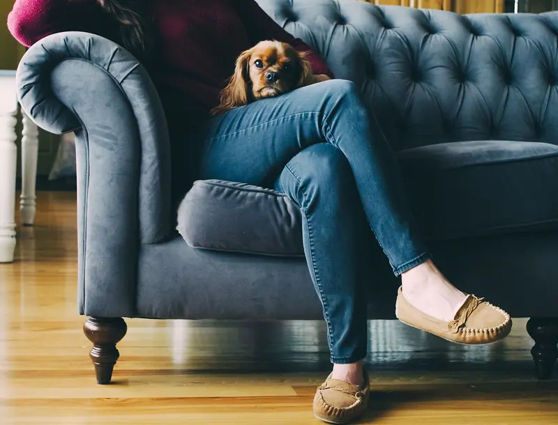 Cavalier King Charles Spaniel — Andrew Branch 2017-01-26 (Unsplash)