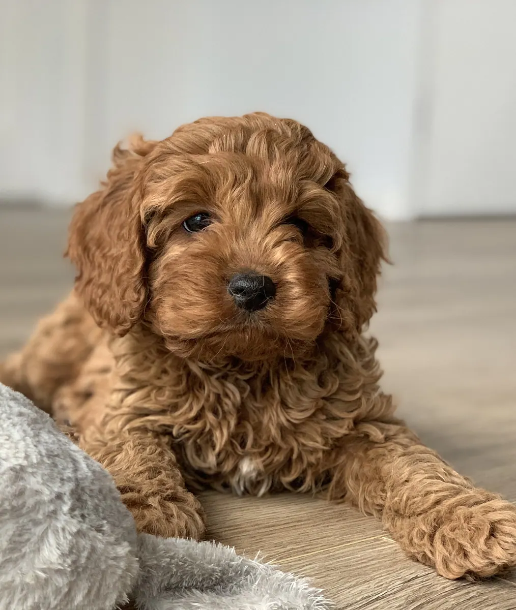 Cavoodle adulte, photographié en extérieur