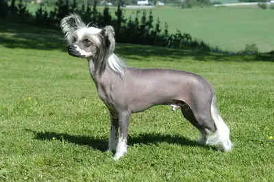 Chien chinois à crête — photo de la race
