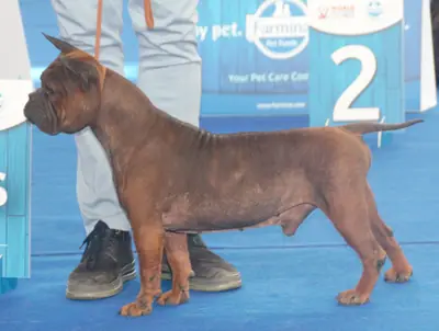 Chien chinois de Chongqing — photo de la race