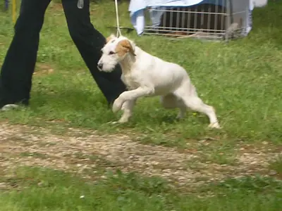 Chien courant d'Istrie à poil dur — photo de la race