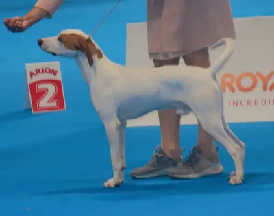Chien courant d'Istrie à poil ras — photo de la race