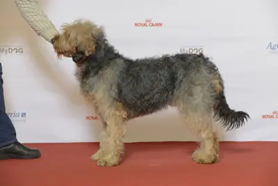 Chien courant de Bosnie à poil dur — photo de la race