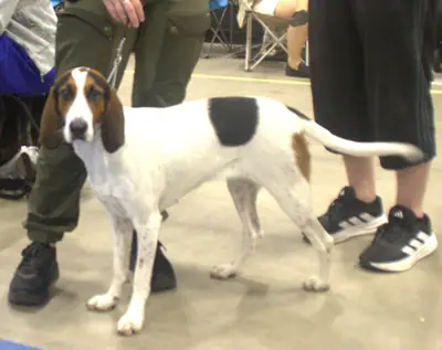 Chien courant de Halden — photo de la race