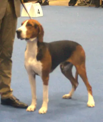 Chien courant de Hamilton — photo de la race
