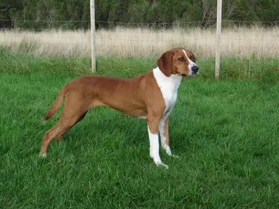 Chien courant de Hygen — photo de la race