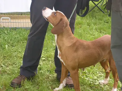 Chien courant de la vallée de la Save — photo de la race