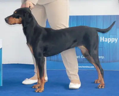 Chien courant de montagne du Monténégro — photo de la race