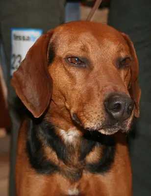 Chien courant de Schiller — photo de la race