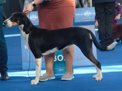 Chien courant de Transylvanie — photo de la race