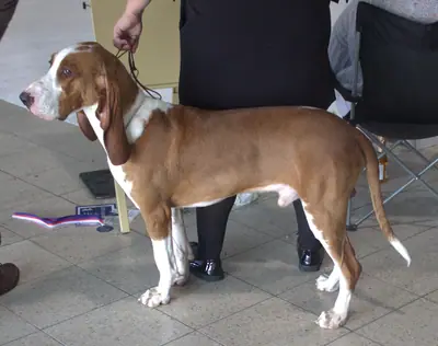 Chien courant espagnol — photo de la race
