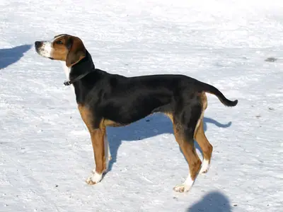 Chien courant finlandais — photo de la race