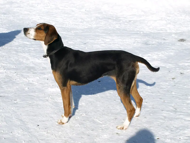 Chien courant finlandais adulte, photographié en extérieur