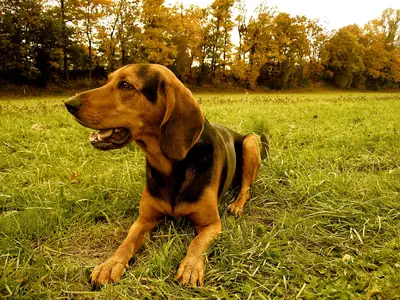 Chien courant grec — photo de la race