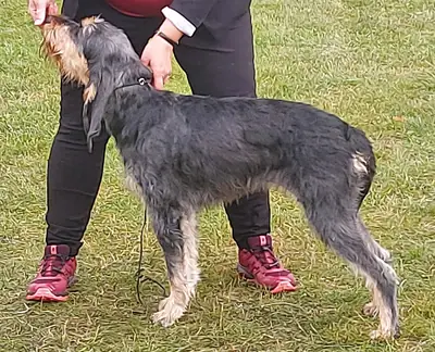 Chien courant italien à poil dur — photo de la race