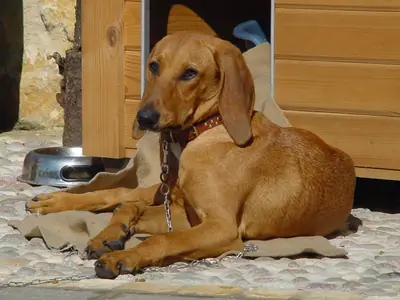 Chien courant italien à poil ras — photo de la race